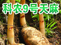 科農9號天麻種植