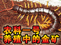 農科一號雜交蜈蚣養殖